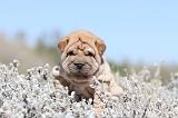 SHAR-PEI 526